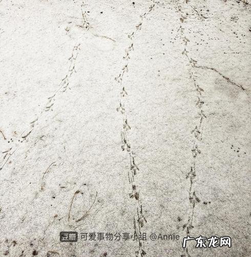 鹦鹉的脚印像什么形状