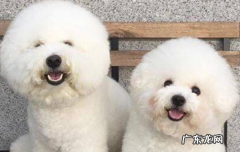 比熊怀孕的明显症状会长斑吗 比熊怀孕的明显症状