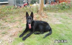 世界上最厉害的军犬的名字 三种世界有名的军犬
