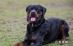 罗威纳是什么犬型 罗威纳是什么犬