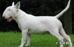 斗牛犬是什么狗 斗牛梗是什么狗