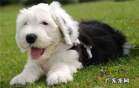 古牧犬幼犬 古牧是什么犬