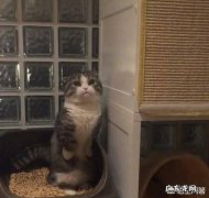 猫要上厕所的表现 对猫来说，为什么上厕所是一件很严肃认真的事儿