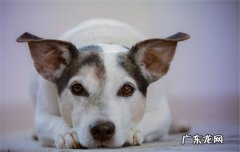 磨牙棒怎么选? 磨牙棒怎么选