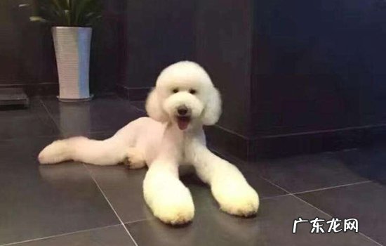 巨贵怎么看纯不纯 如何辨别巨贵是否纯种