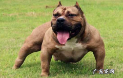 恶霸犬的尴尬期是几个月到几个月 恶霸犬几个月成型