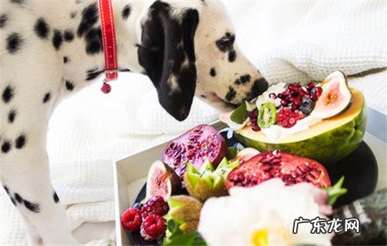 狗能不能吃的东西 狗不能吃的三种东西