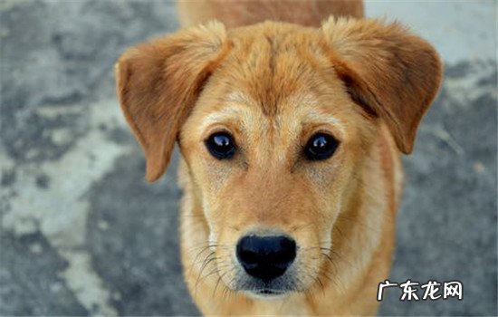 狗看不见彩色吗 狗能看见彩色吗