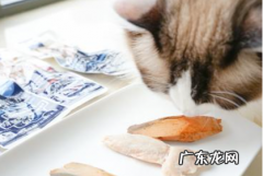 猫吃肉要不要放盐 猫咪吃的鸡胸肉放盐吗