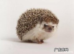 刺猬好养吗能活多久？教你如何养一只健康的刺猬!