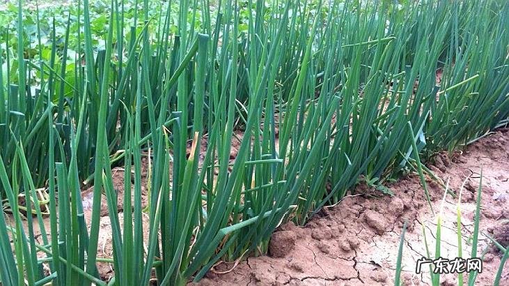 葱要怎样种植才能长好?掌握这4点,轻松解决葱的病虫害
