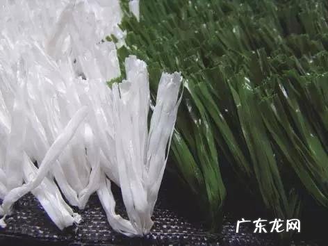 狗狗对什么颜色是色盲 狗狗是色盲还是色弱