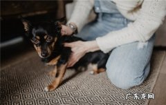 狗狗舔人是不是代表喜欢他 狗喜欢舔人是为啥