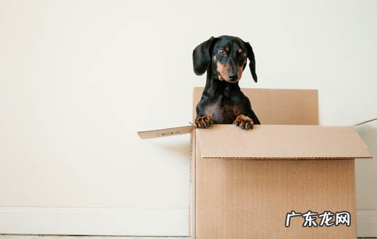 狗狗死后埋还是不埋 狗死了埋浅了怎么办