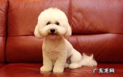 泰迪抱人腿 母泰迪也会抱腿吗