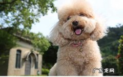 得病狗狗快死的症状 狗狗致死的9大病症