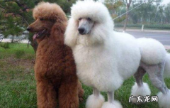 巨贵会掉毛吗 巨贵掉毛吗