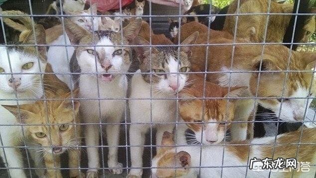 越南人为什么爱吃猫 越南人为什么对吃猫肉情有独钟