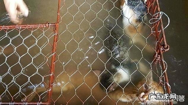 越南人为什么爱吃猫 越南人为什么对吃猫肉情有独钟