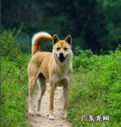 新手养什么狗最省心 新手养什么狗狗比较好