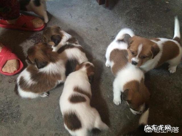 在农村都爱养土狗,农村老人说小狗挑选很重要,不会挑的会养一只笨狗,怎么挑选呢