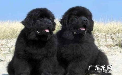 纽芬兰犬幼犬图片 哪里可以买到纽芬兰犬