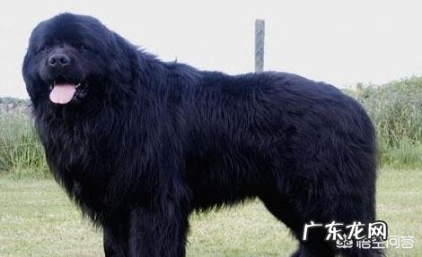 纽芬兰犬幼犬图片 哪里可以买到纽芬兰犬