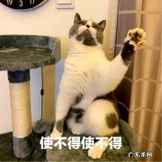 满屋子都是猫毛怎么办 养了猫咪之后整个屋子遍地是毛，你是怎么解决这个麻烦的