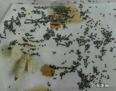 蚕宝宝孵化出来多久才吃东西