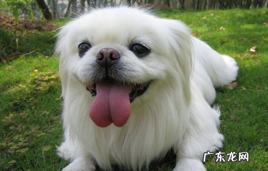 京巴犬适合新手养吗 怎么挑选京巴幼崽