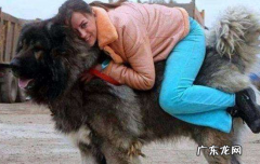高加索犬可以家养吗 高加索犬饲养和管理