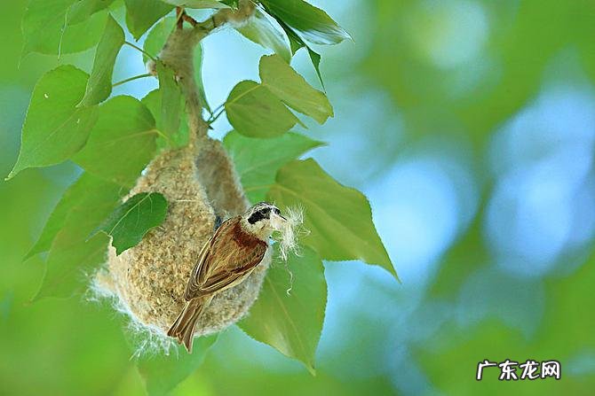 善于筑巢的动物有哪些：小蜜蜂、蚂蚁、燕子等,你最喜欢哪种？