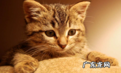 猫咪冬天不爱吃饭 猫咪冬天是不是不爱吃东西