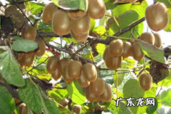 猕猴桃怎样是坏了 猕猴桃压坏了怎么吃