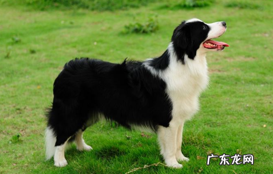 边牧有什么优点和缺点 边牧有什么缺点