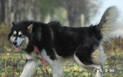 怎么看狗狗的健康状况 怎么判断狗狗是否健康