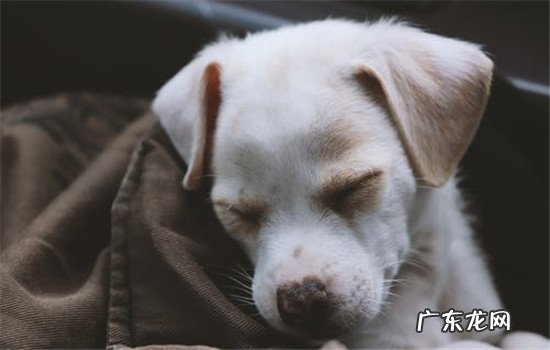 狗狗为什么绝育 未绝育的母狗容易得什么病