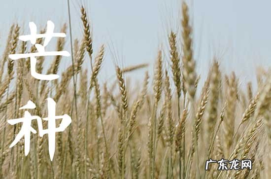 今年芒种是几月几日2023
