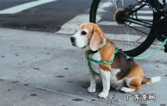 大型犬比小型犬寿命短吗 为什么小型犬比大型犬更长寿