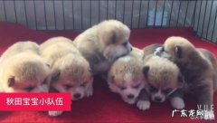 预防狗狗得犬瘟细小应该怎么做 小狗如何预防犬瘟