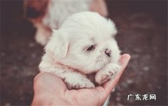 家里养狗有什么好处 养狗有什么好处