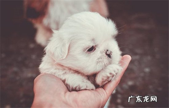 家里养狗有什么好处 养狗有什么好处