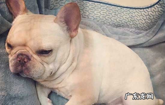 狗狗异常行为怎么回事 狗狗异常举动