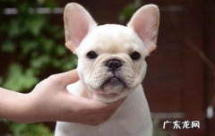 法斗犬的优缺点 法斗有什么缺点