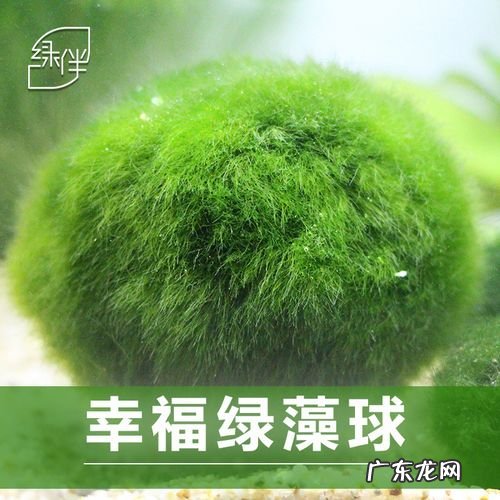 绿藻生产的四步骤,你知道是什么吗?