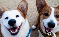 寄养宠物需要注意什么 狗狗寄养注意事项