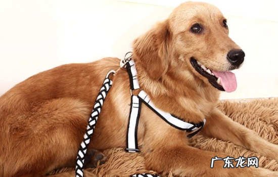 狗狗戴上项圈不动了 狗狗不喜欢戴项圈怎么办