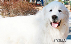 大白熊犬好养吗? 大白熊犬的优点和缺点