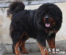 狗狗一辈子认几个主人 哪些狗一辈子只认一个主人