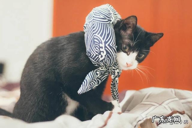 经常不在家适合养猫吗 现在的家养猫一辈子不出门对他们来说真的好吗